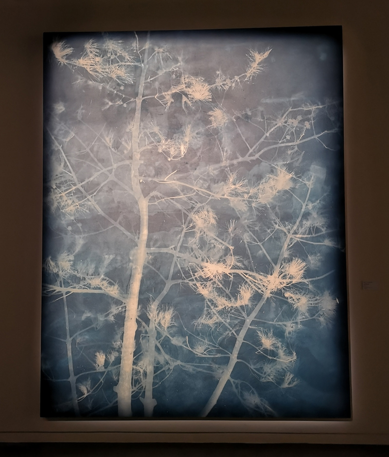 【雅昌月度(2019年4月)策展人】王庆松|2019首届“金熊猫摄影艺术奖”作品展